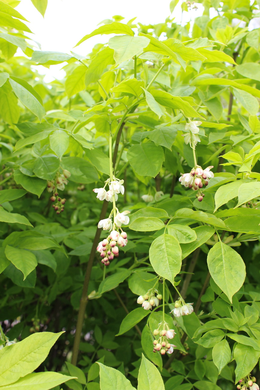 Image of Staphylea pinnata specimen.