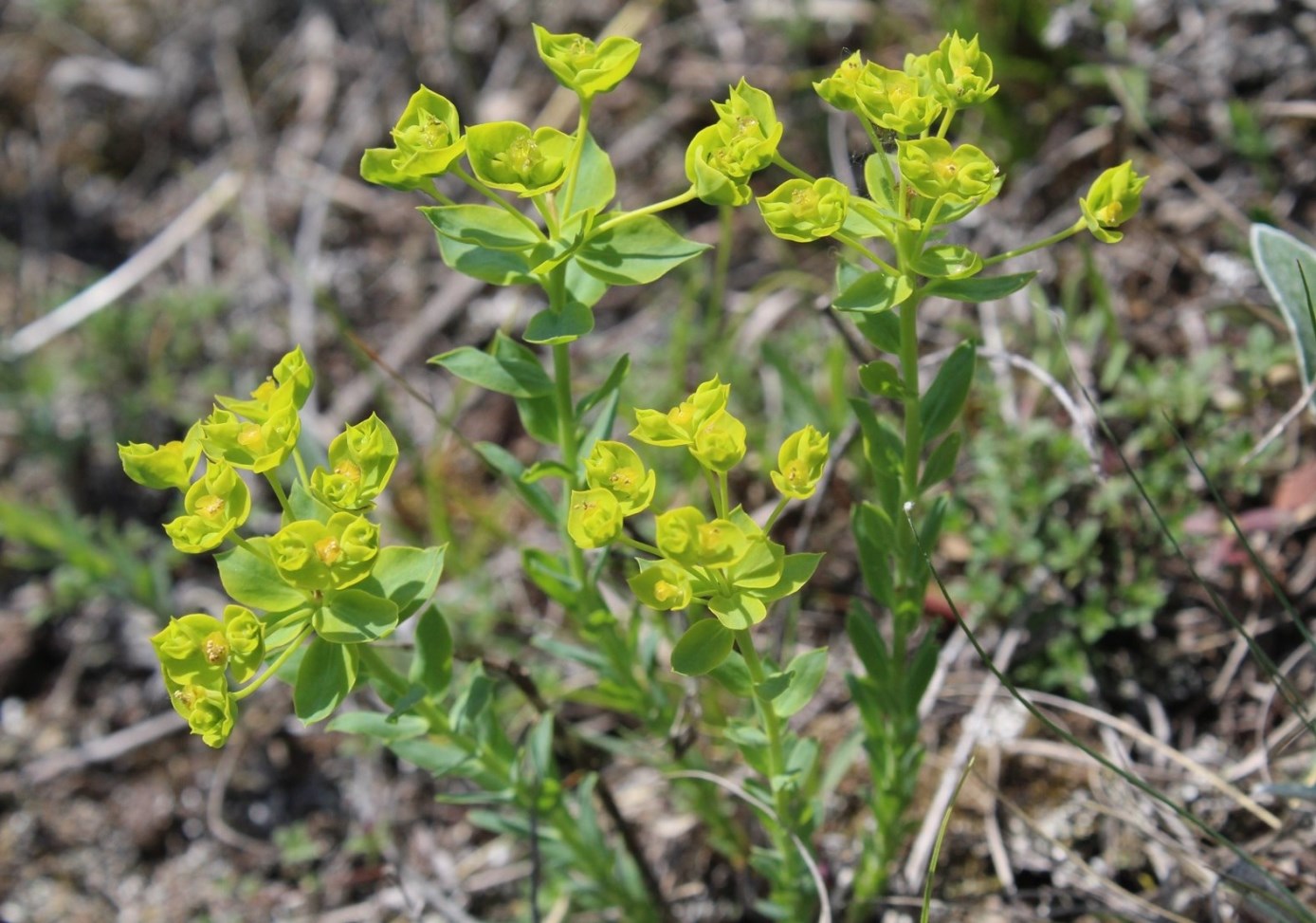 Изображение особи Euphorbia seguieriana.