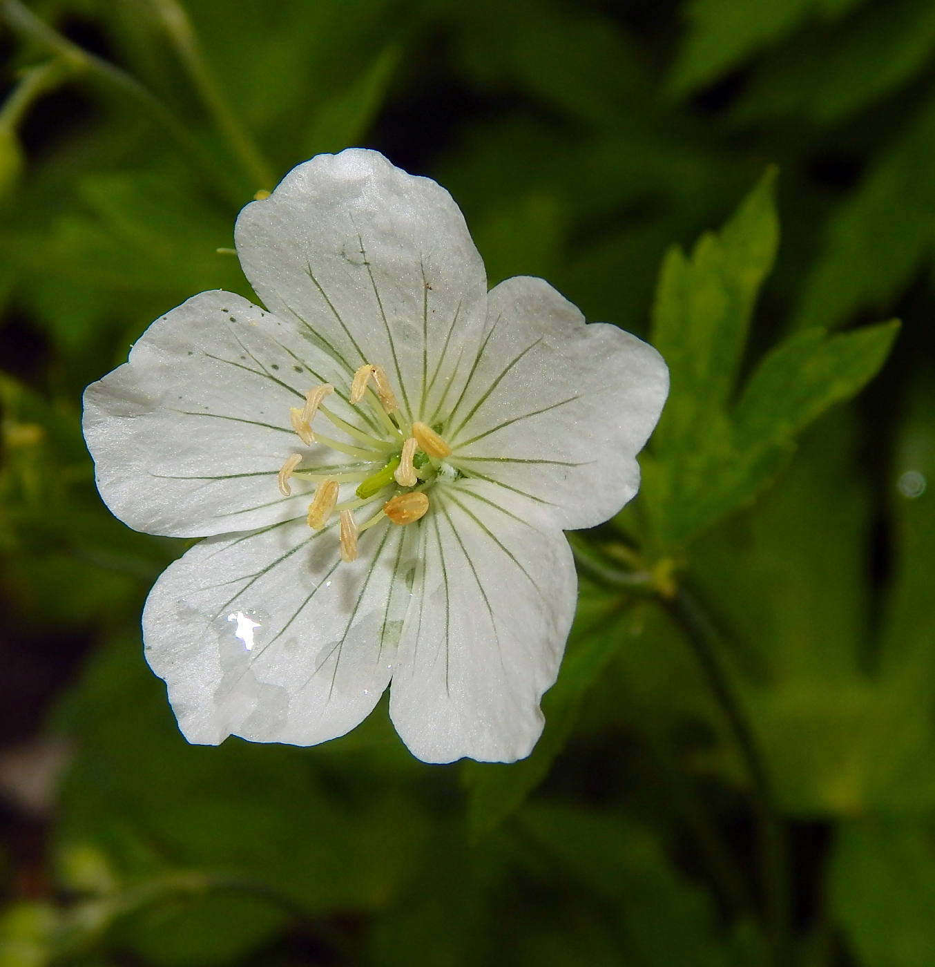 Изображение особи род Geranium.