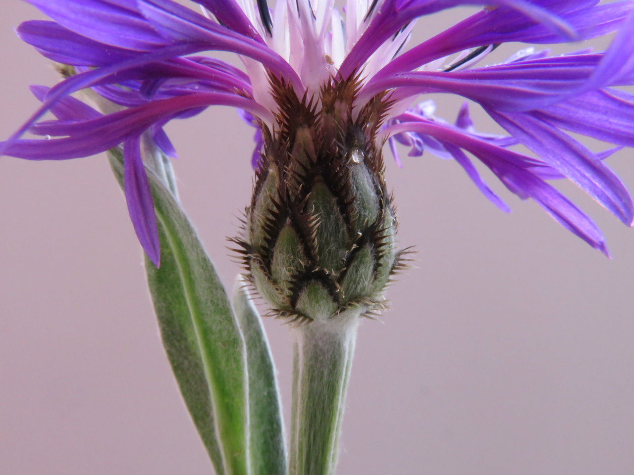 Изображение особи Centaurea angelescui.