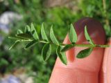 Astragalus levieri