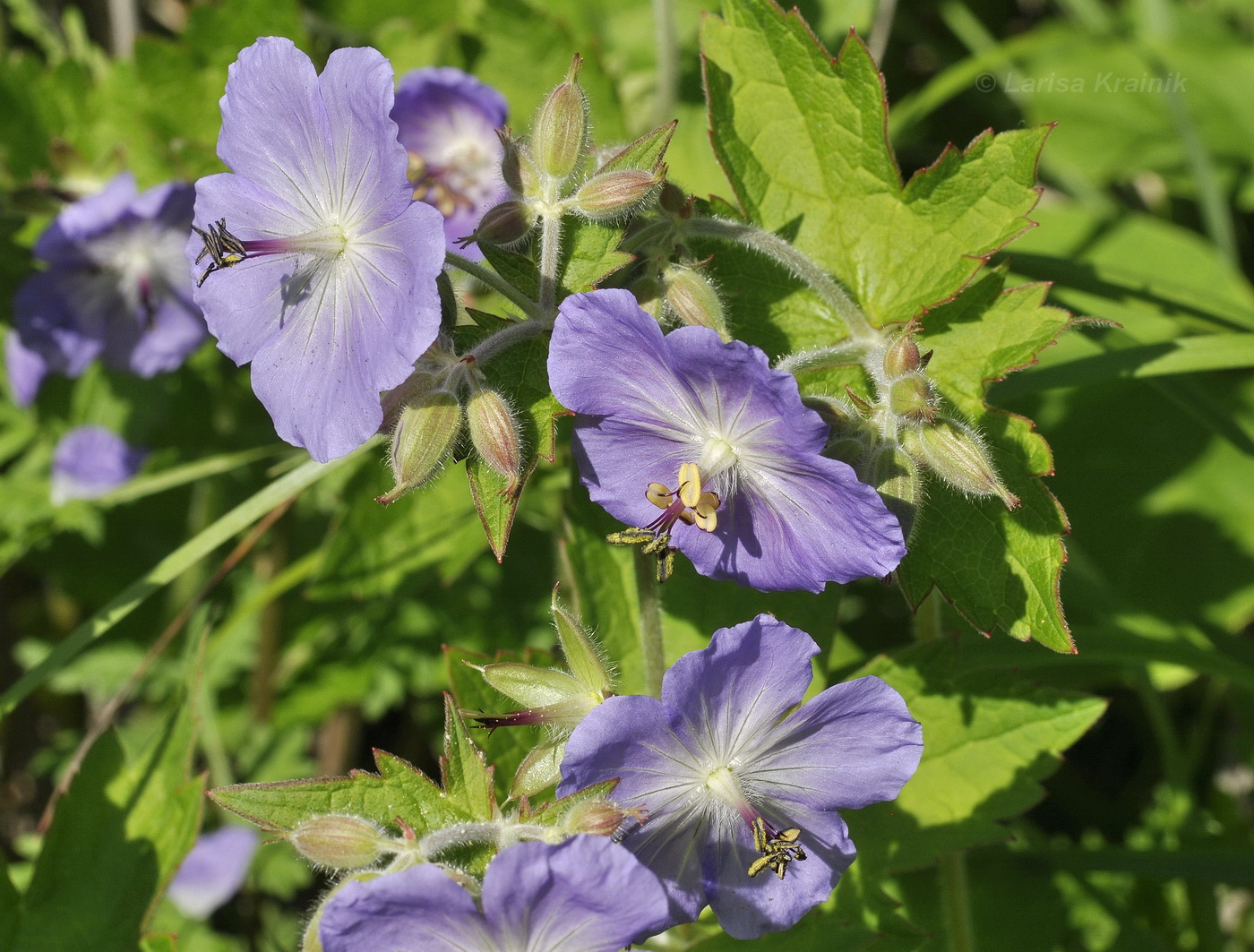 Image of Geranium platyanthum specimen.