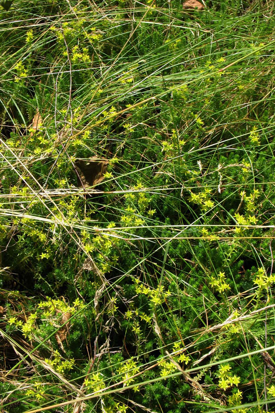 Image of Sedum sexangulare specimen.