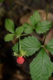 Duchesnea indica. Верхушка растения с плодом-многоорешком. Краснодарский край, Лазаревский р-н, окр. с. Ордынка, 120 м н.у.м., лес. 19.07.2020.