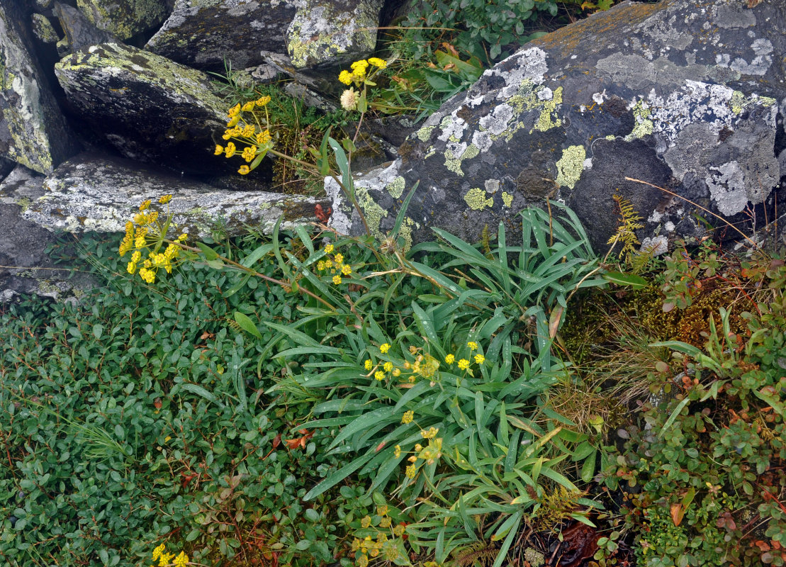 Image of Bupleurum multinerve specimen.