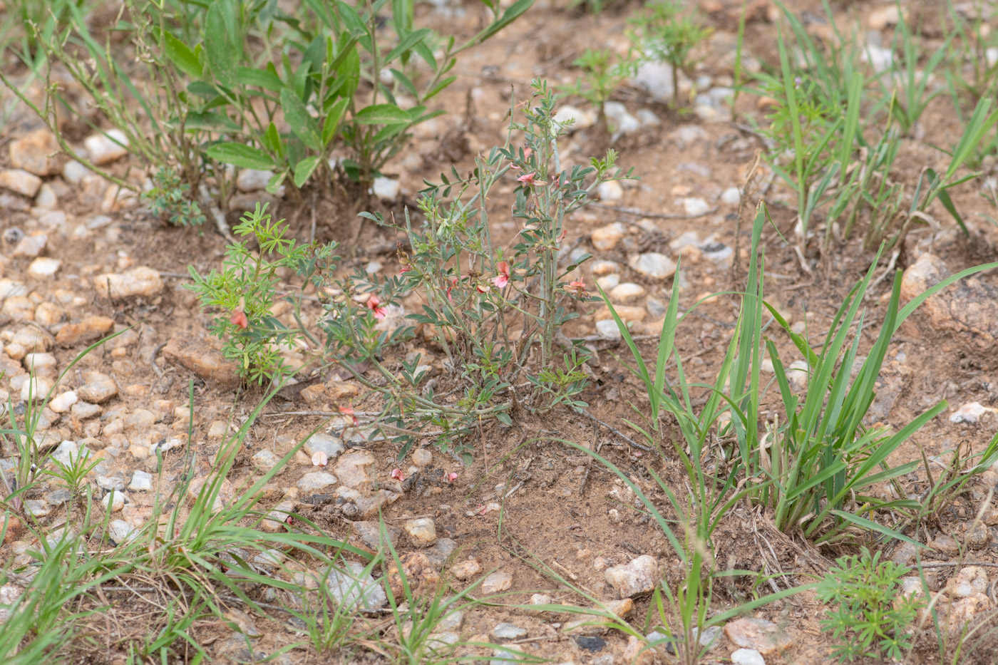 Изображение особи Indigofera heterotricha.