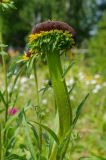 Rudbeckia hirta