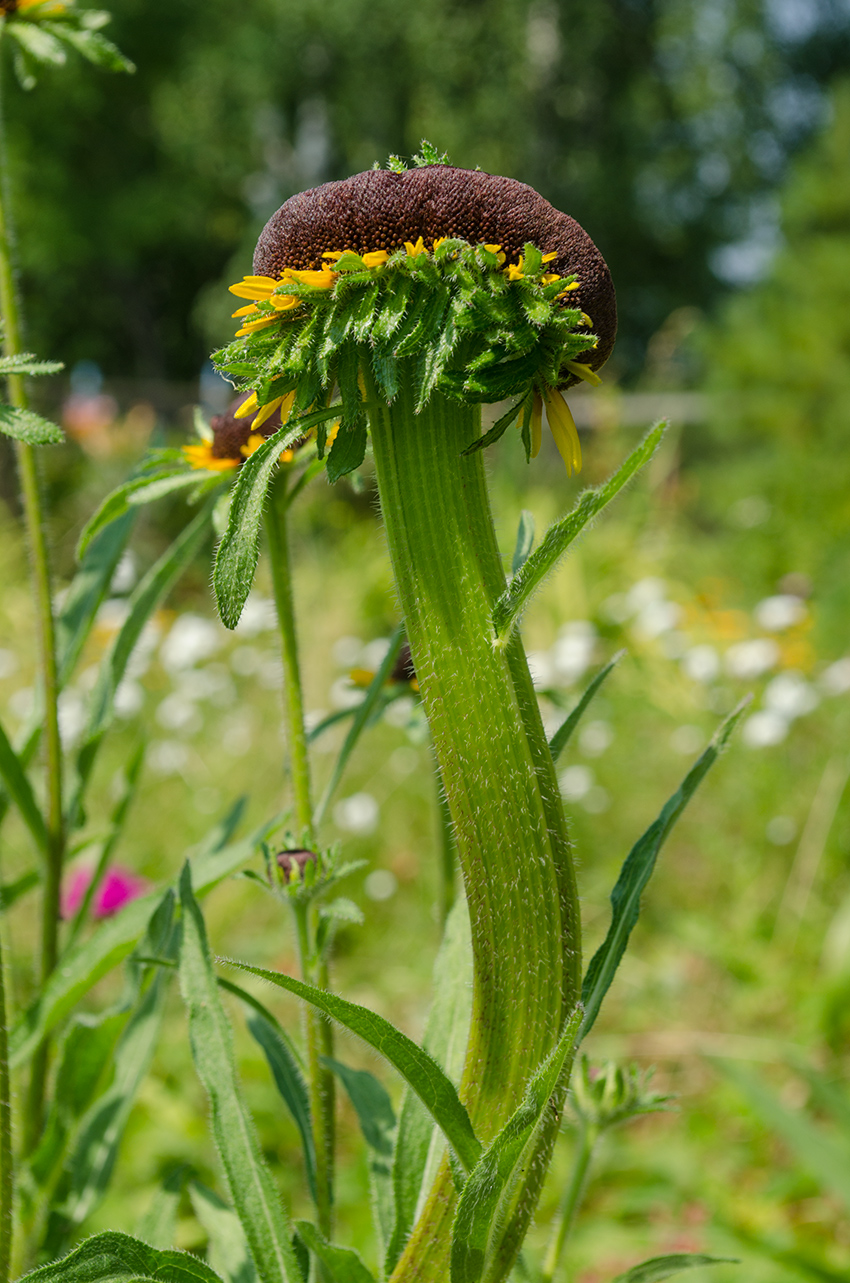 Изображение особи Rudbeckia hirta.