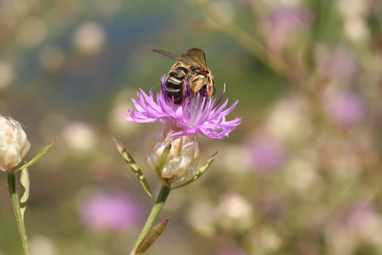 Image of Centaurea deusta specimen.