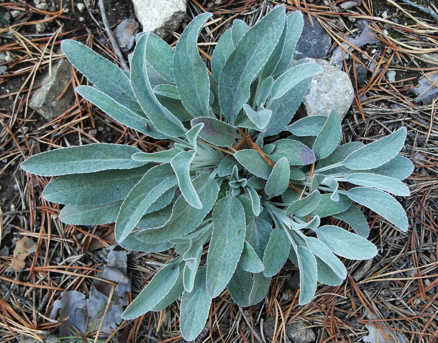 Image of Veronica incana specimen.