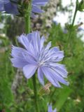 Cichorium intybus