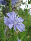 Cichorium intybus