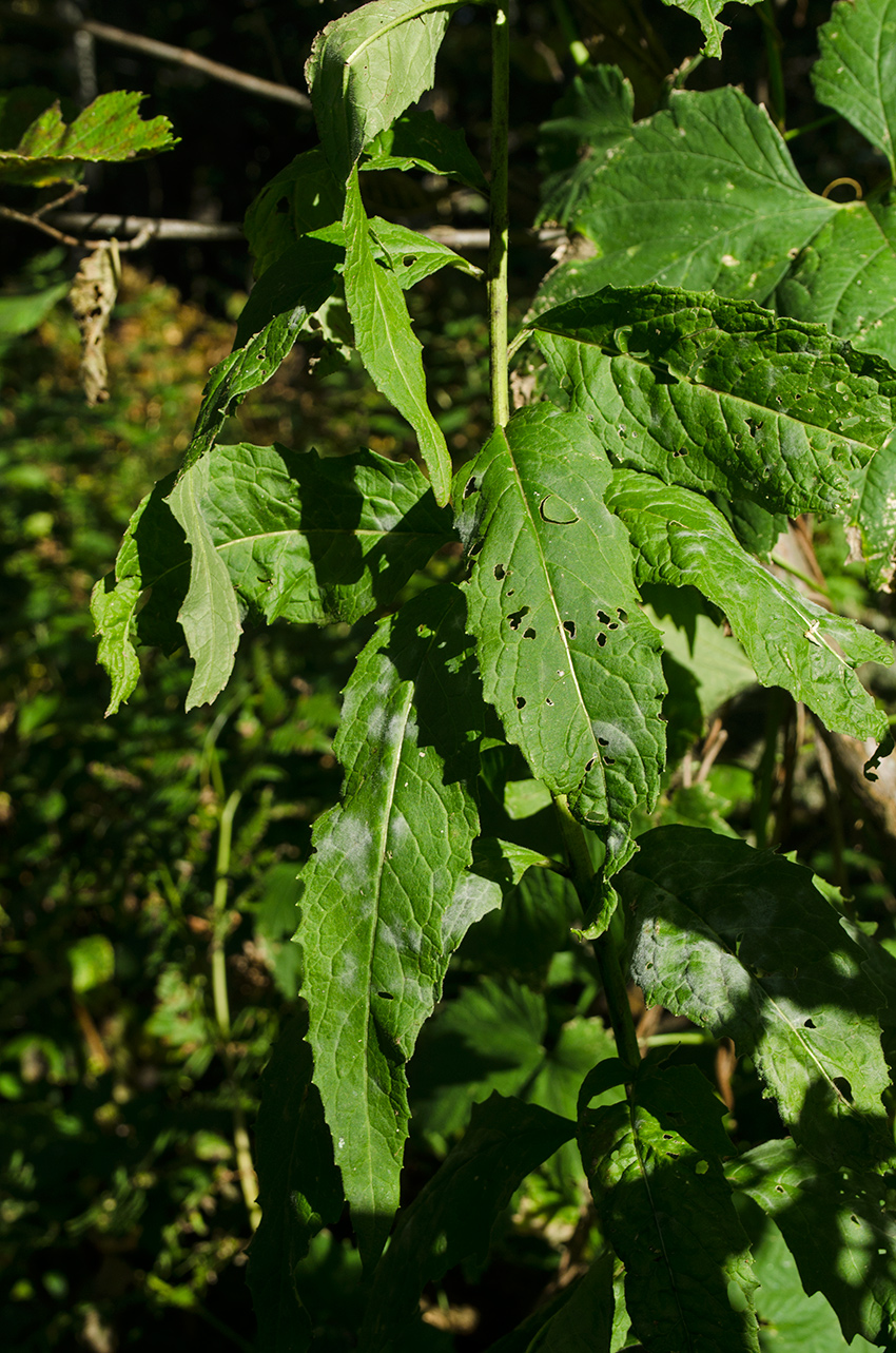 Image of Sisymbrium strictissimum specimen.