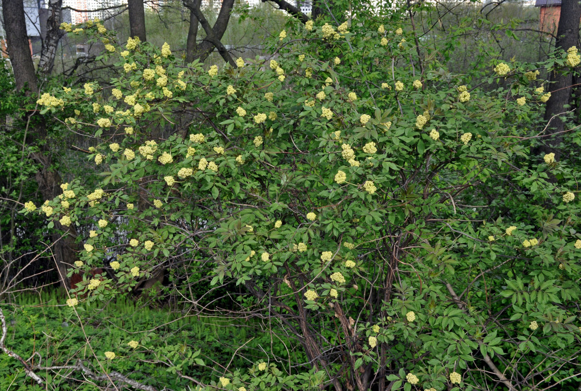 Изображение особи Sambucus racemosa.