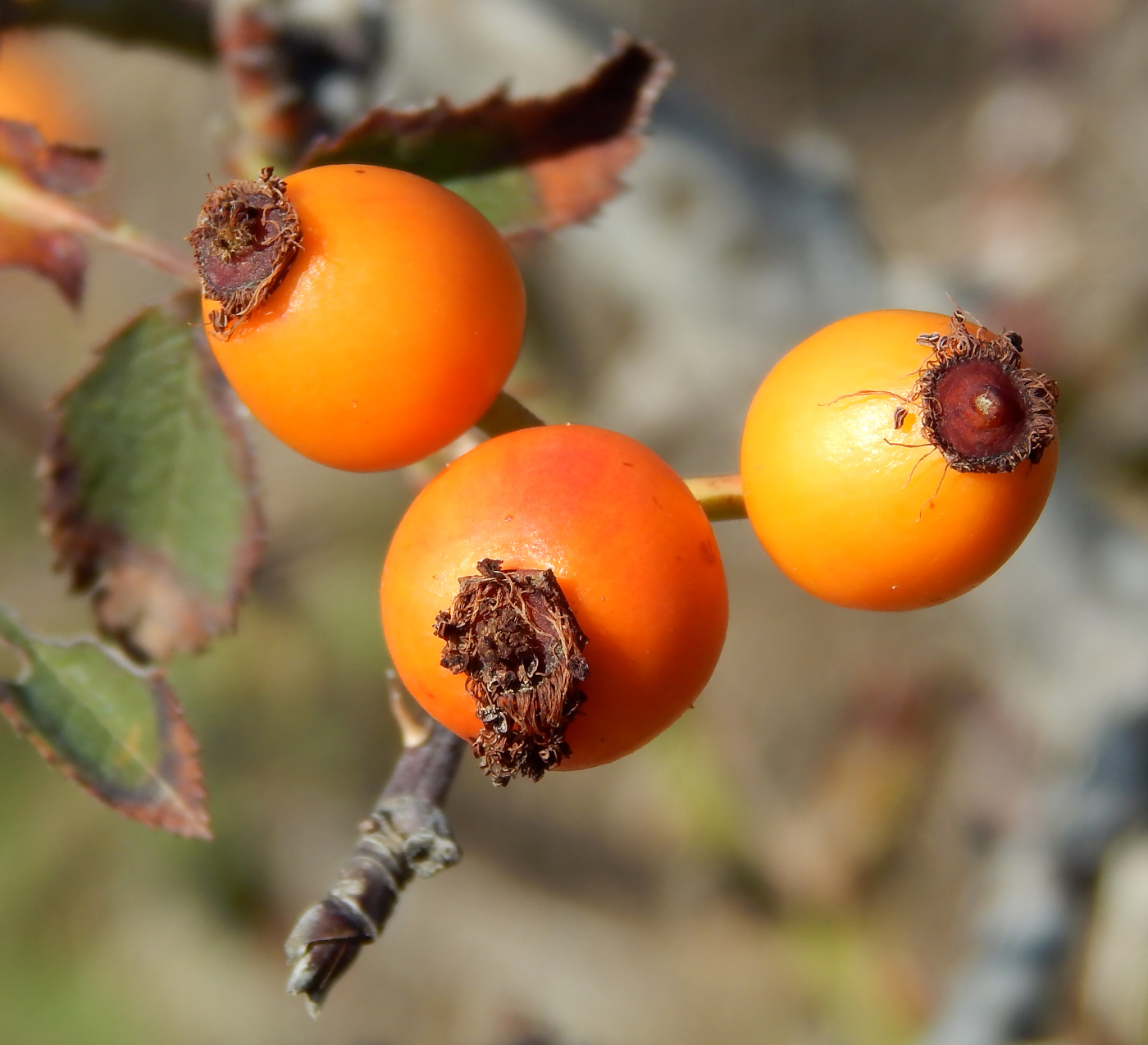 Image of genus Rosa specimen.