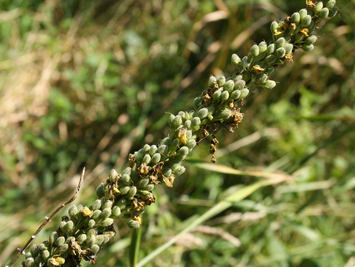 Изображение особи Verbascum nigrum.