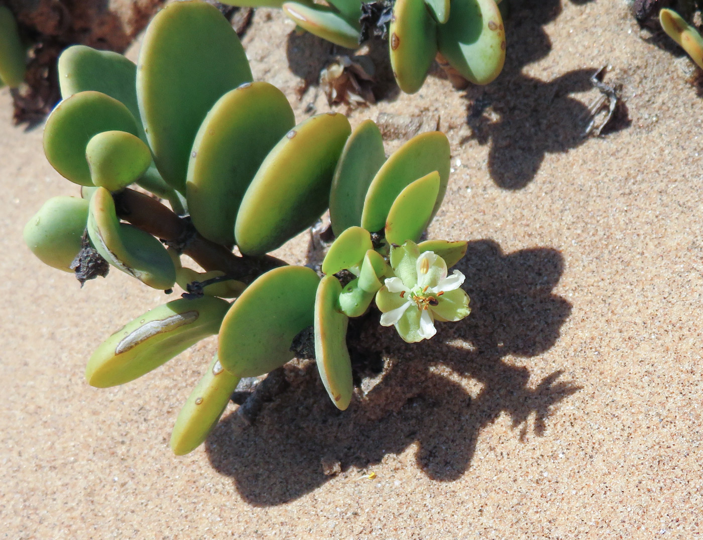 Image of Zygophyllum stapffii specimen.