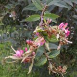 genus Lonicera