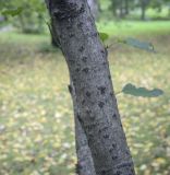 Duschekia kamtschatica