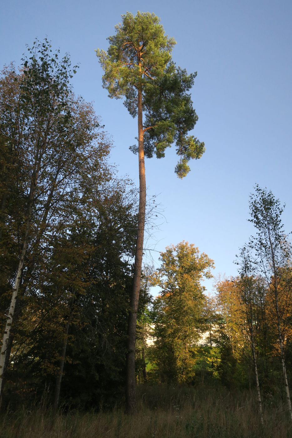 Image of Pinus sylvestris specimen.