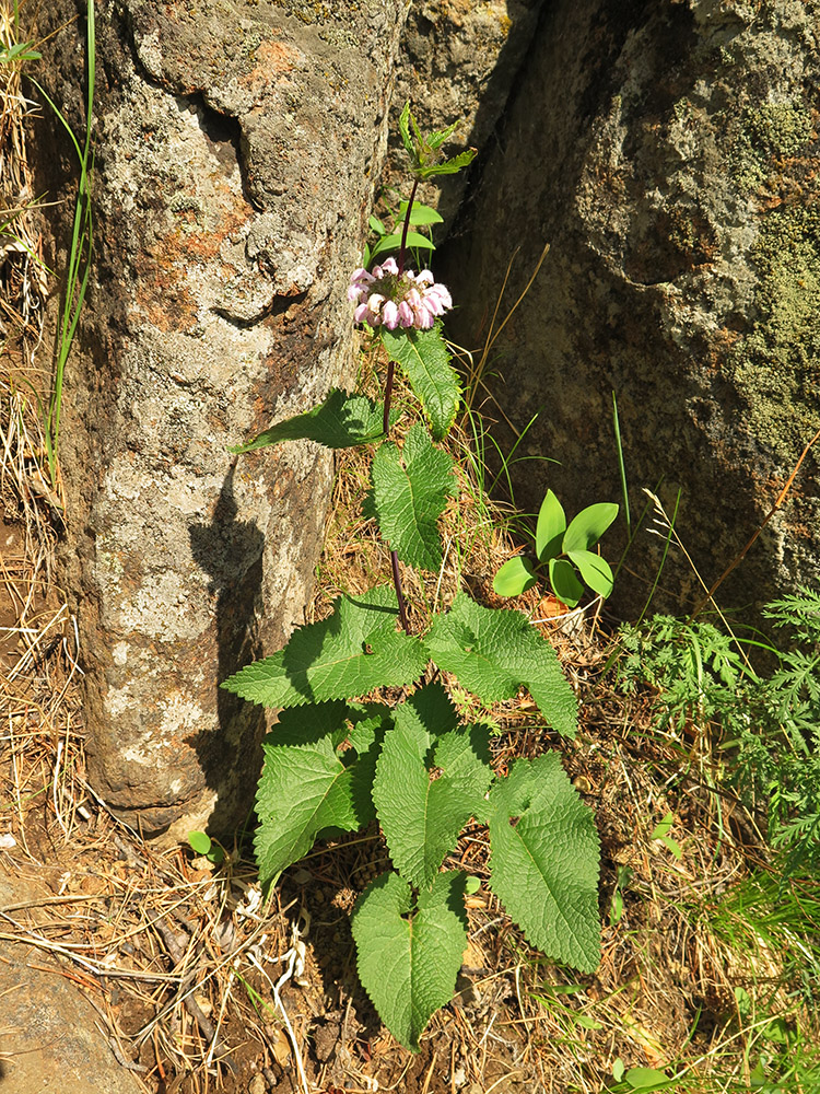 Изображение особи Phlomoides tuberosa.