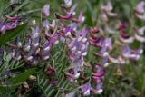 Vicia subvillosa