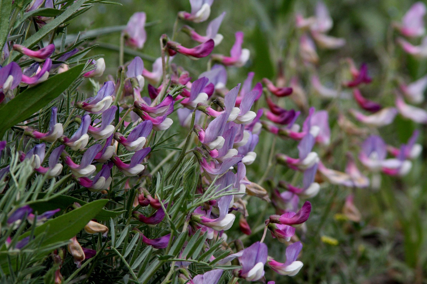 Изображение особи Vicia subvillosa.