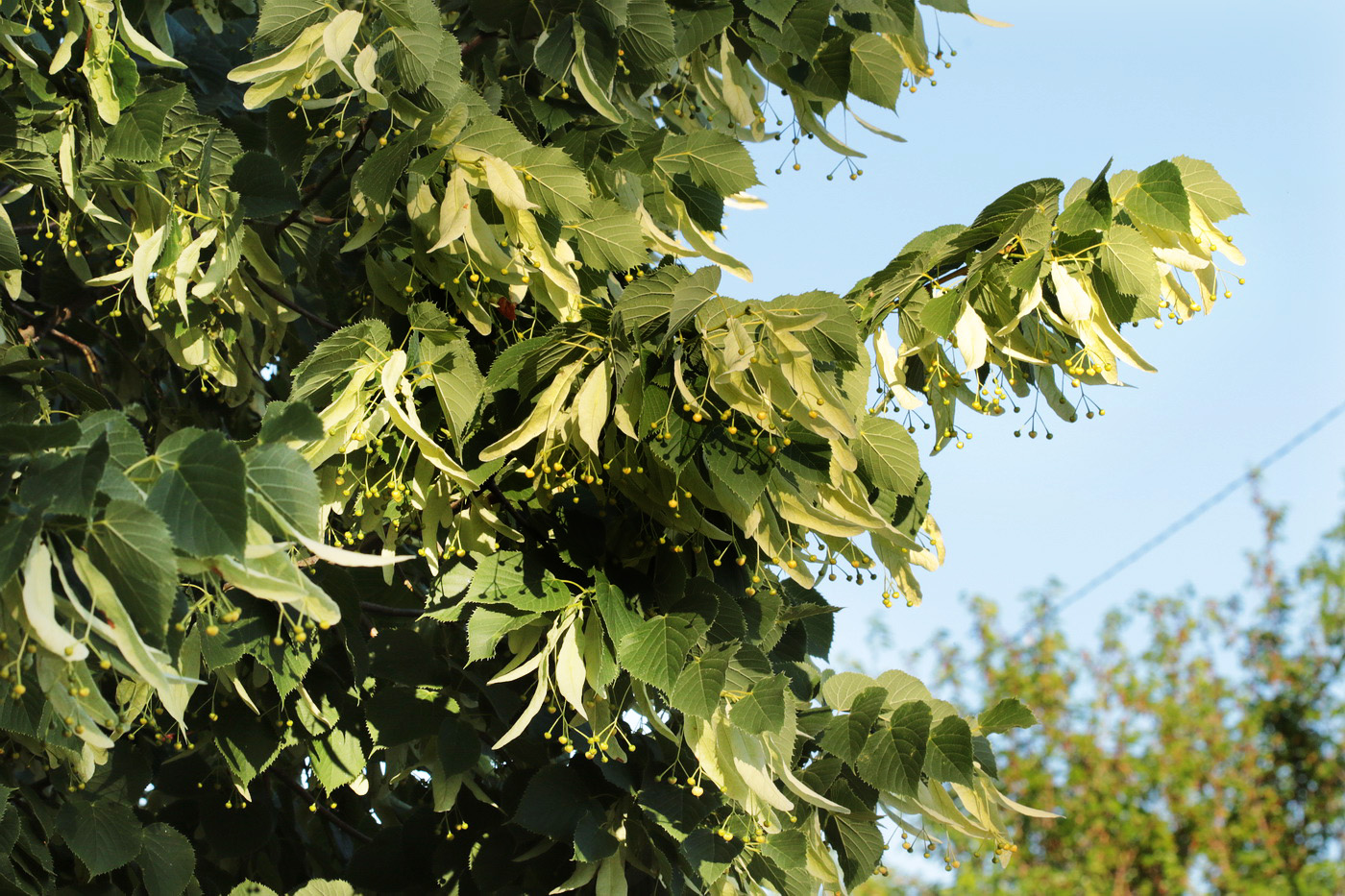 Изображение особи Tilia begoniifolia.