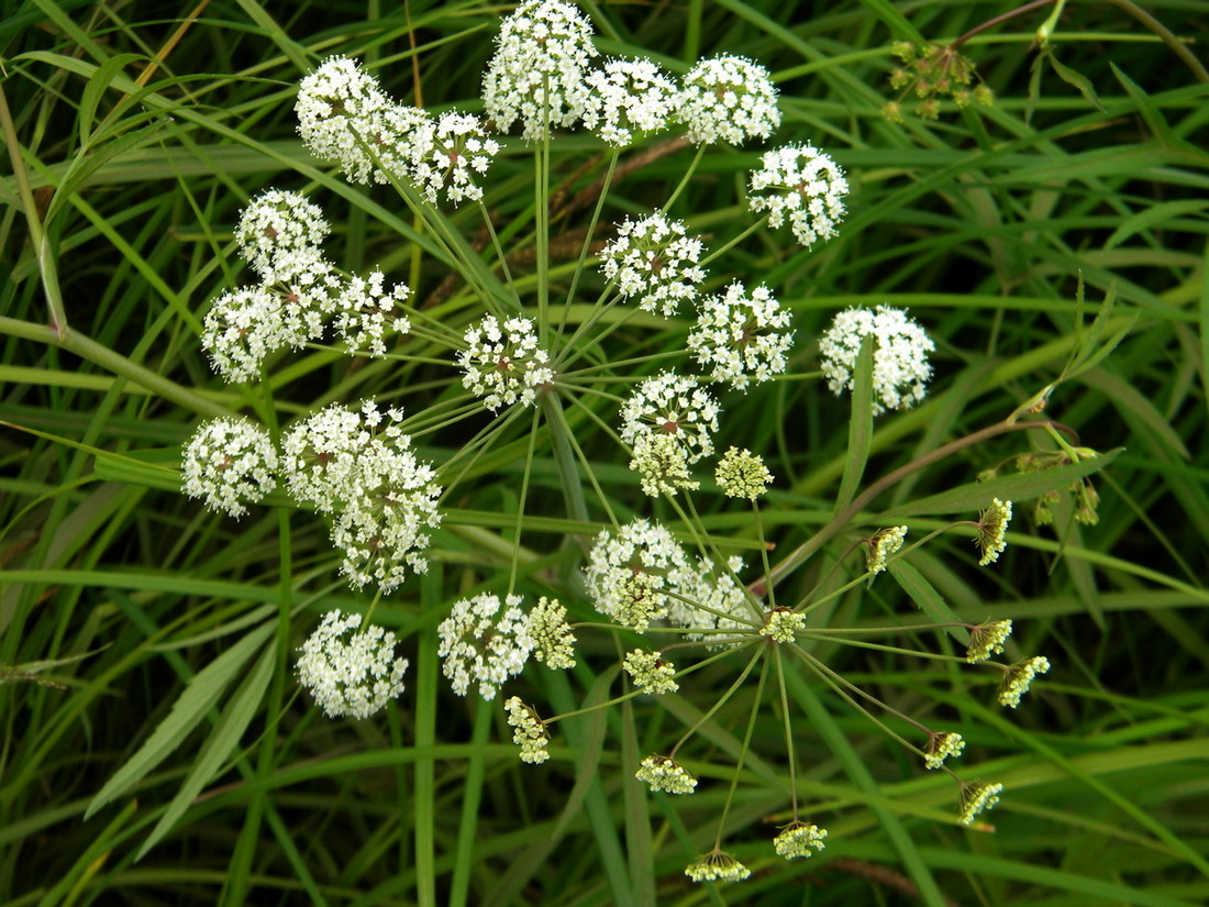 Image of Cicuta virosa specimen.