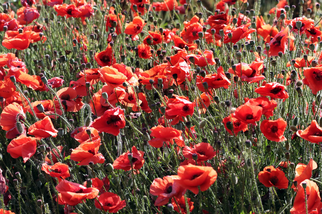 Изображение особи Papaver rhoeas.