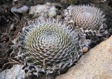 Orostachys spinosa