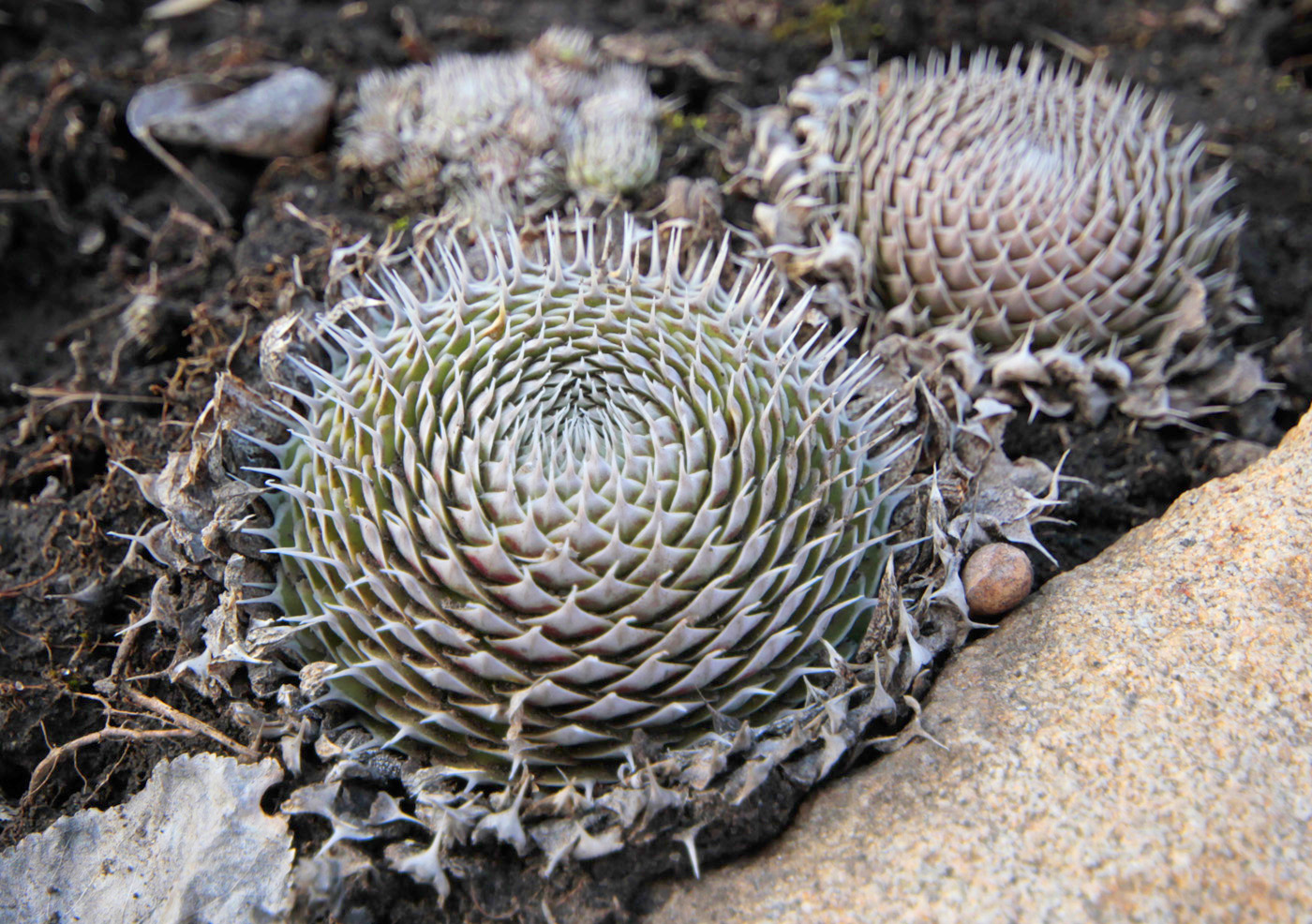 Image of Orostachys spinosa specimen.