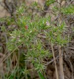 Amygdalus spinosissima