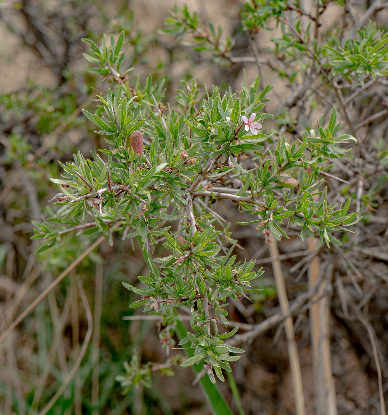 Изображение особи Amygdalus spinosissima.