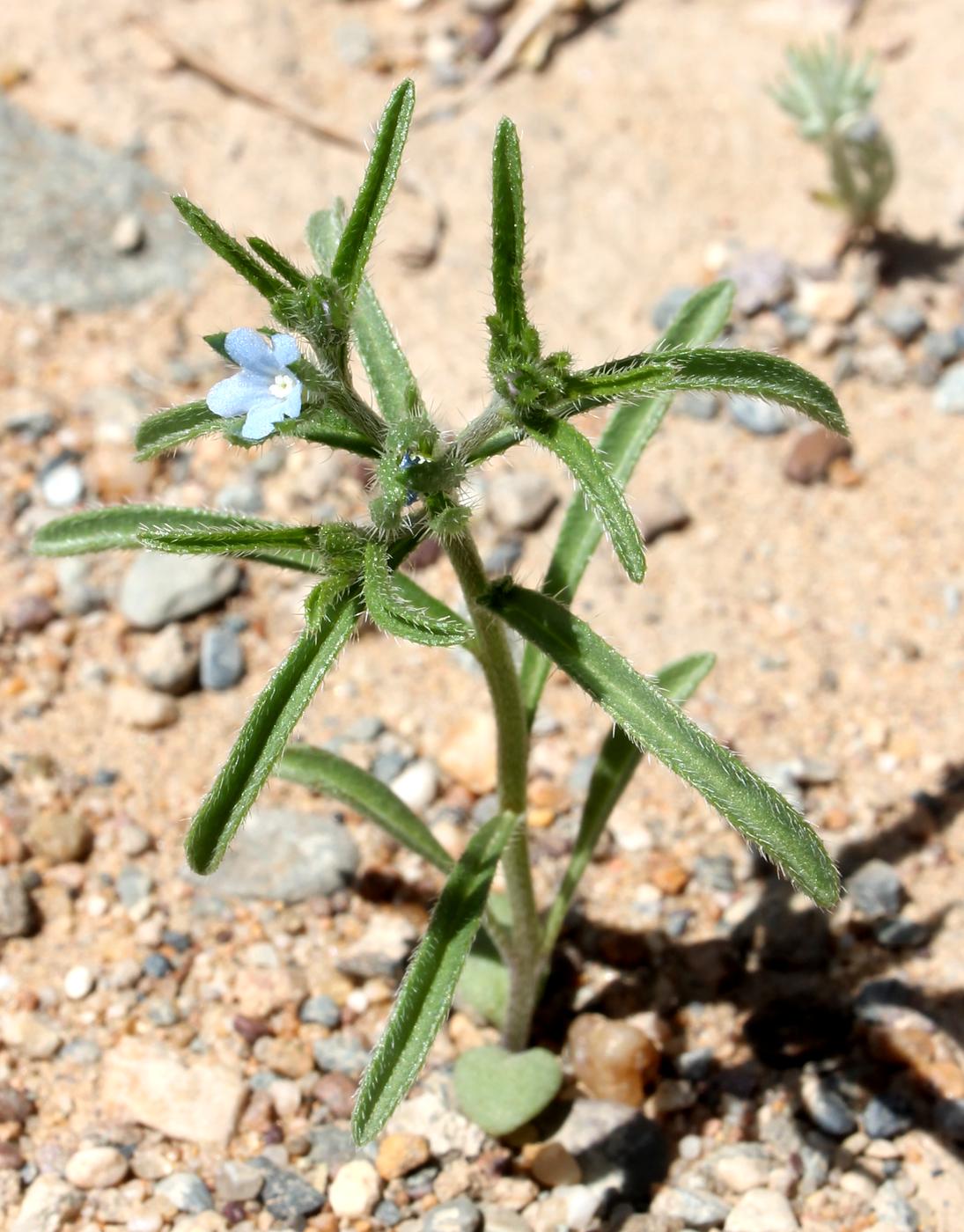 Image of Lappula spinocarpos specimen.