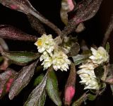 Alternanthera ficoidea