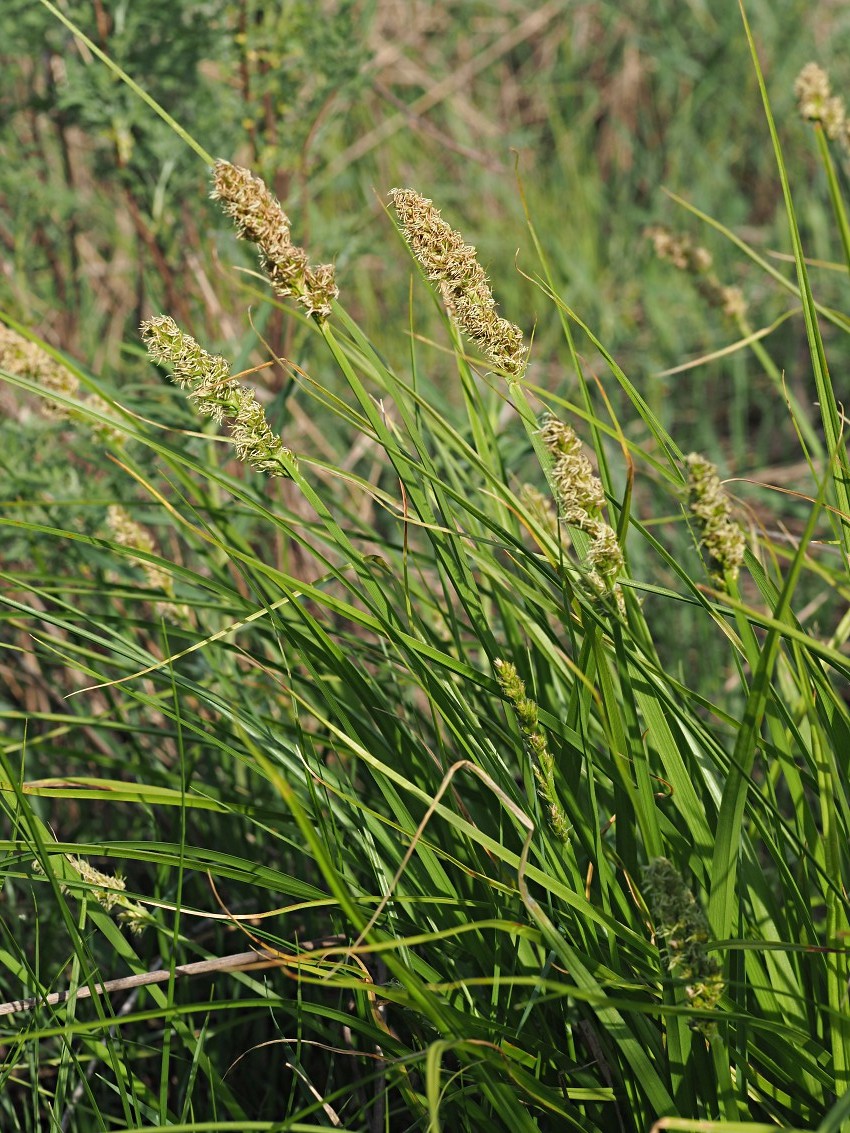 Image of Carex vulpina specimen.