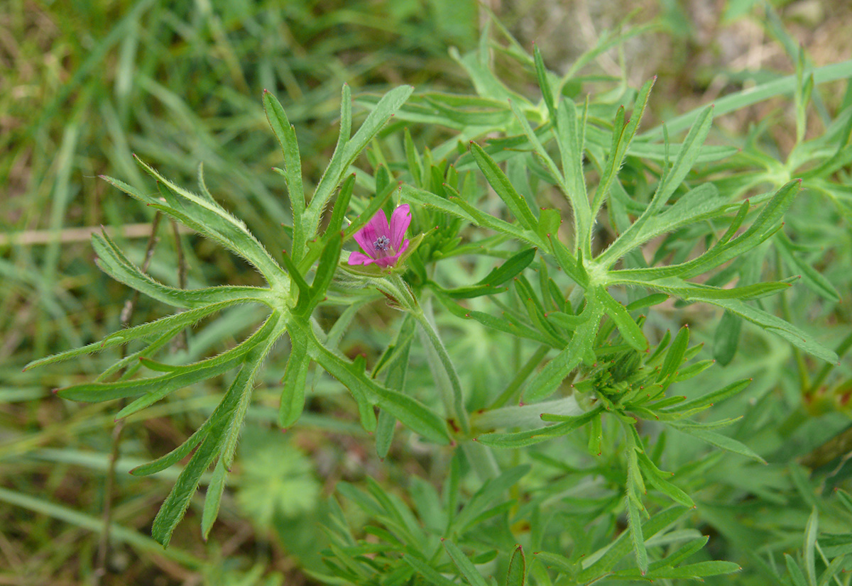 Изображение особи Geranium dissectum.