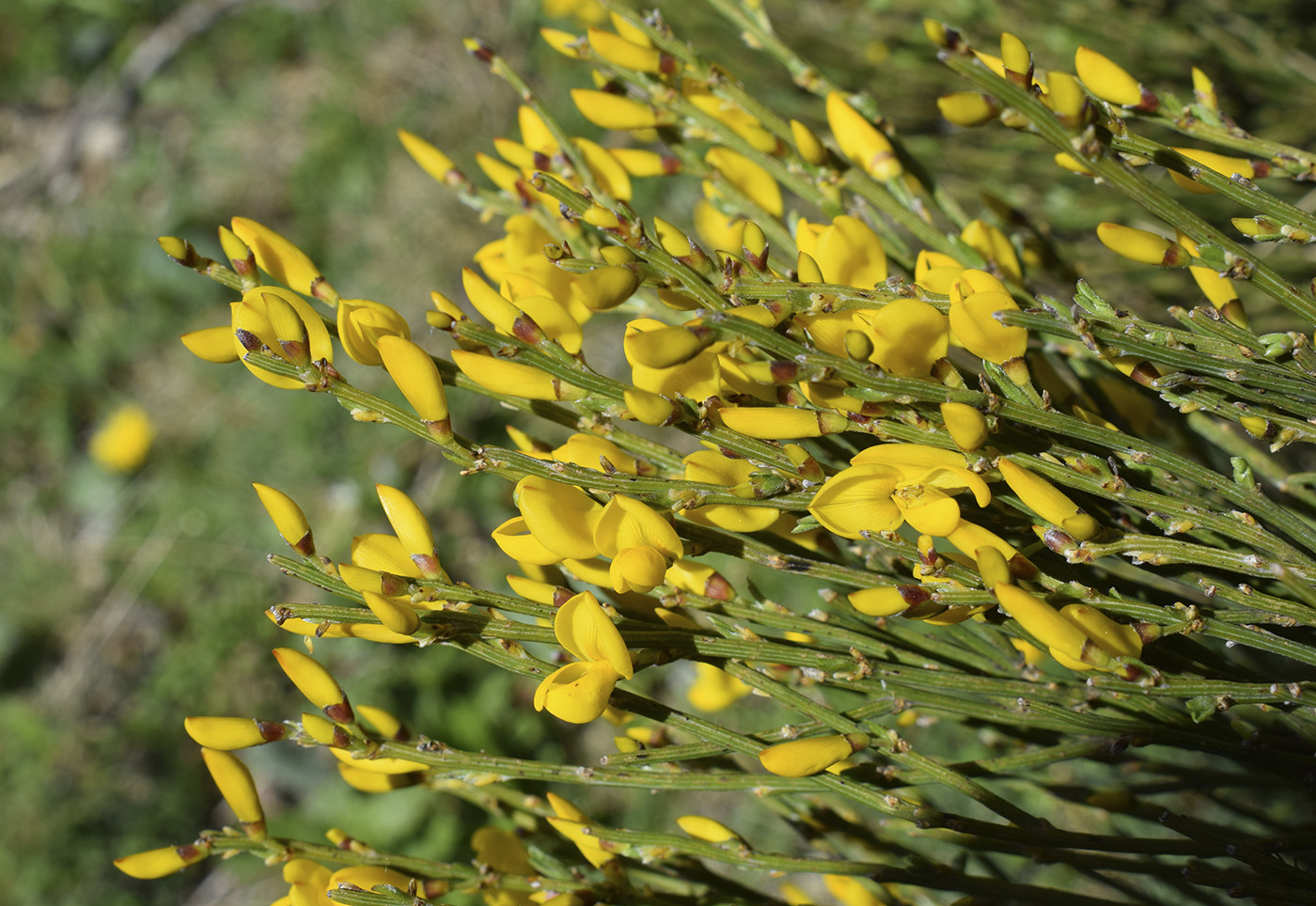 Изображение особи Cytisus oromediterraneus.