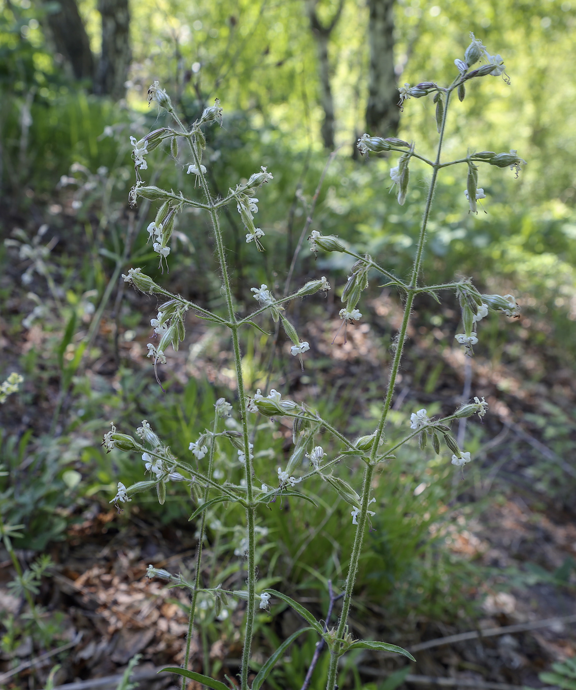 Изображение особи Silene nutans.