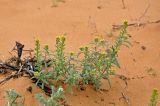 Alyssum turkestanicum разновидность desertorum. Цветущее и плодоносящее растение. Астраханская обл., Лиманский р-н, пески Кос-Кызыл, подножие бархана. 24.04.2021.