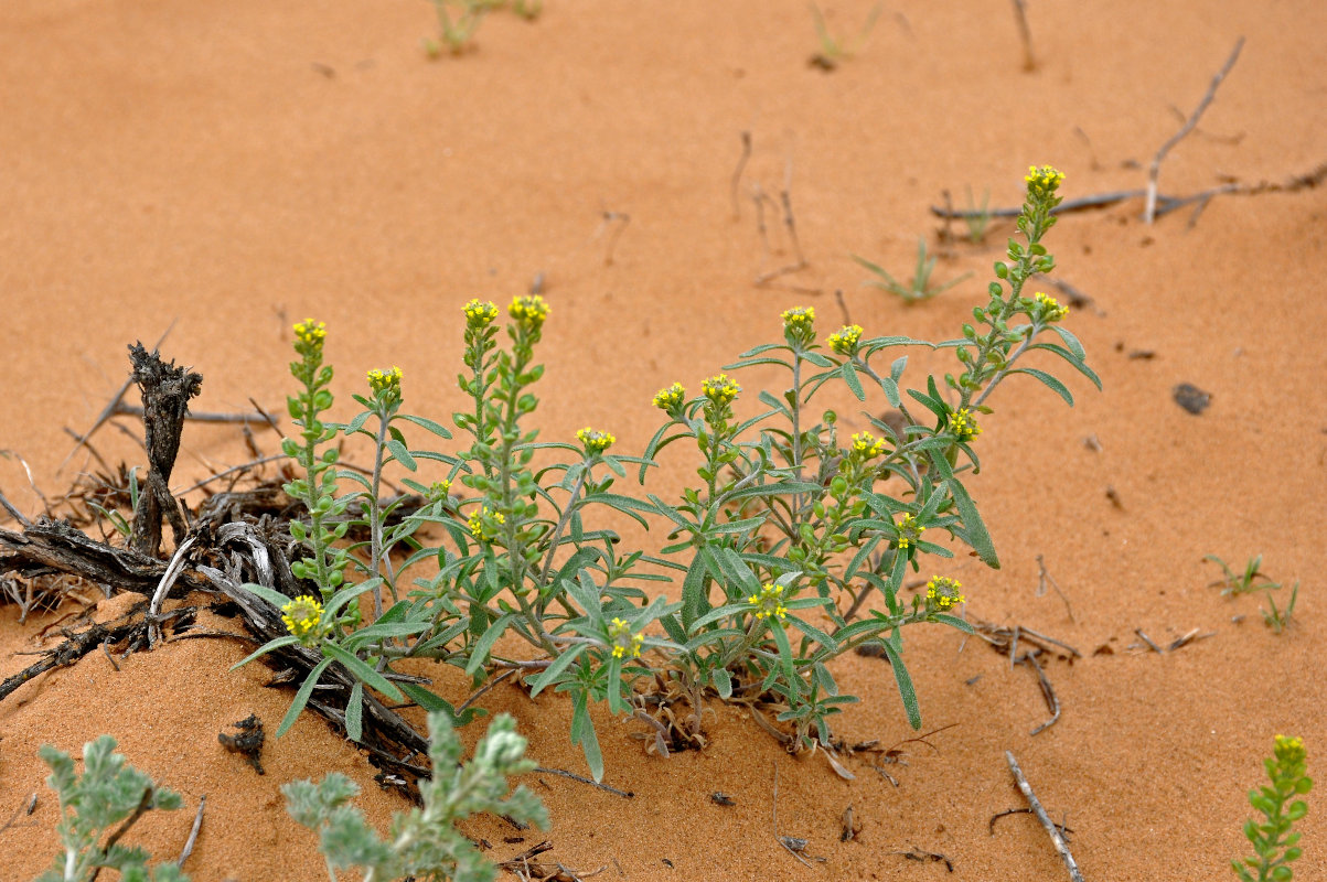 Изображение особи Alyssum turkestanicum var. desertorum.