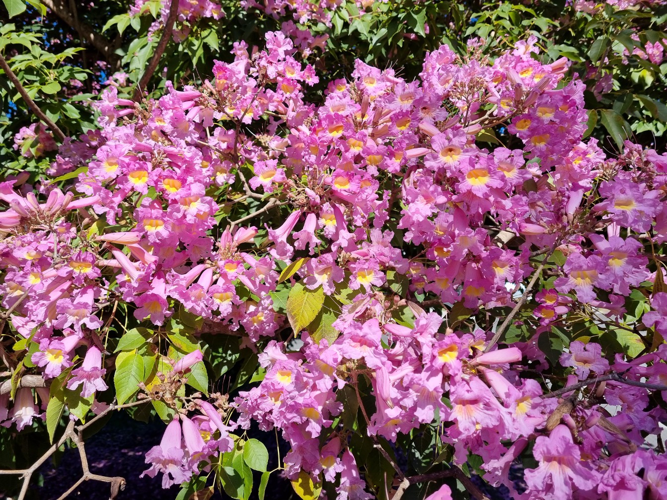 Image of Tabebuia impetiginosa specimen.