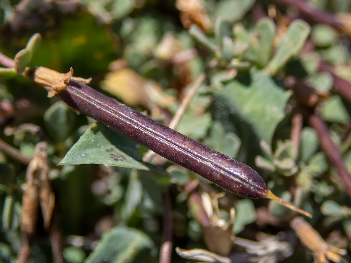 Image of Lotus halophilus specimen.