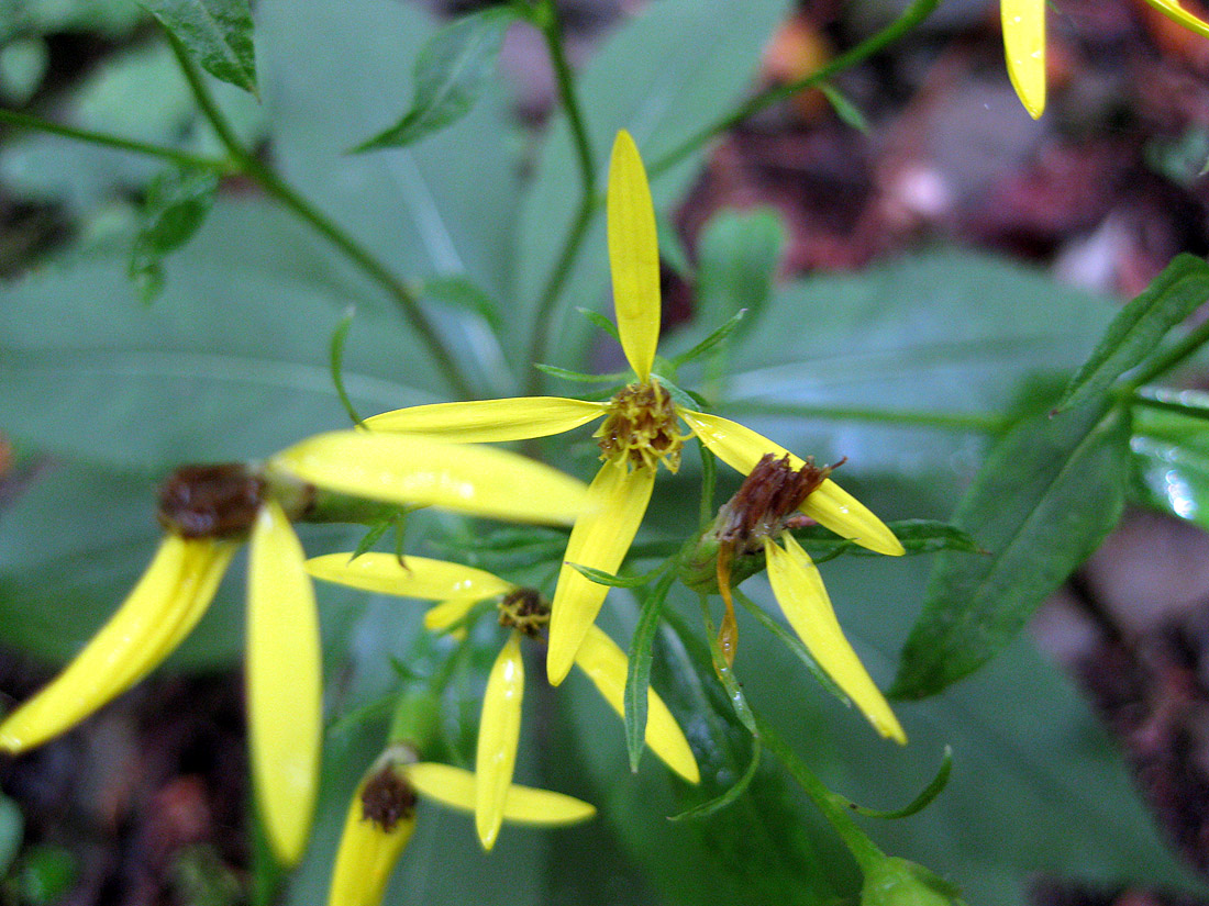 Image of Senecio ovatus specimen.