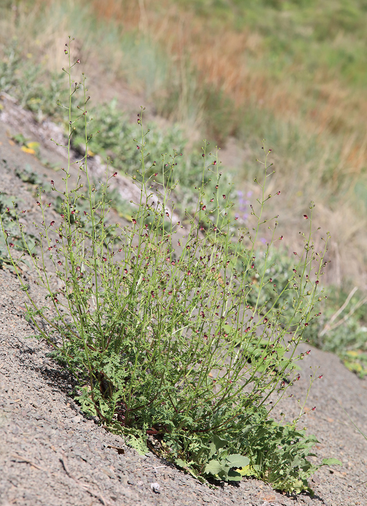 Image of Scrophularia olympica specimen.