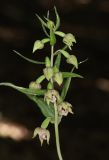 Epipactis persica. Соцветие. Крым, Долгоруковская яйла, буковый лес. 18 июля 2021 г.