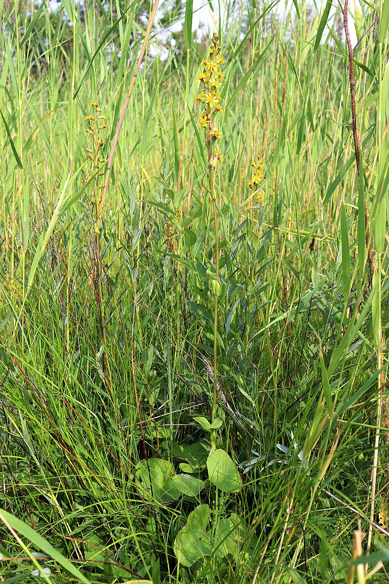 Image of Ligularia lydiae specimen.