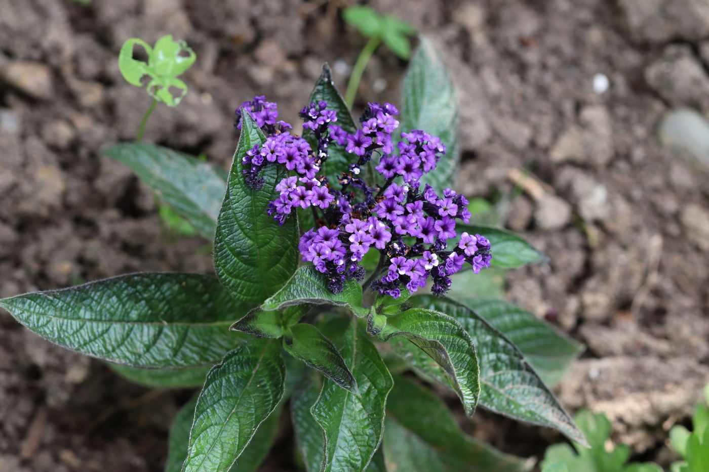 Изображение особи Heliotropium arborescens.