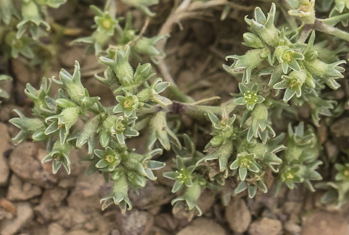 Изображение особи Scleranthus uncinatus.